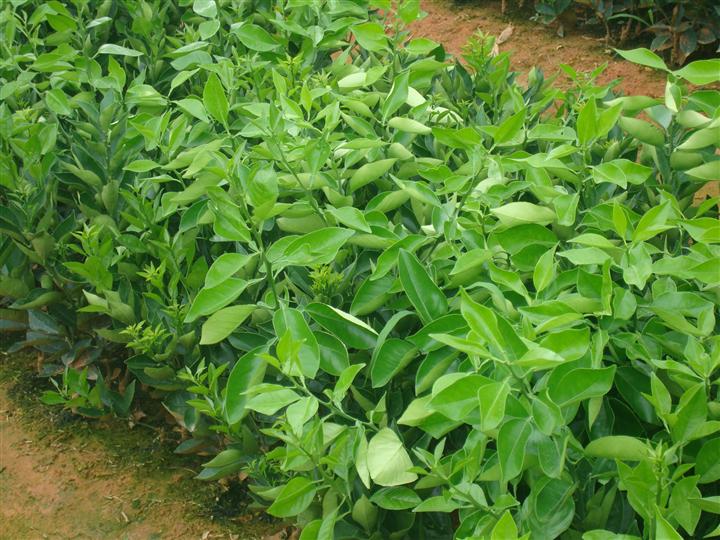 倫晚苗 倫晚苗供應(yīng)