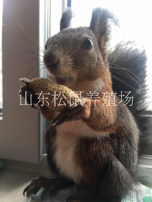 魔王松鼠圖片/魔王松鼠樣板圖 (2)