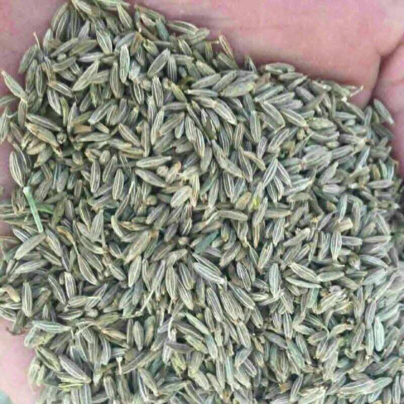 散裝孜然粉 燒烤腌料薯塔羊肉串撒圖片/散裝孜然粉 燒烤腌料薯塔羊肉串撒樣板圖 (2)