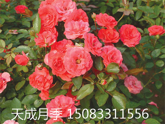 月季大花月季苗盆栽圖片
