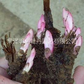 白芍苗圖片/白芍苗樣板圖 (2)