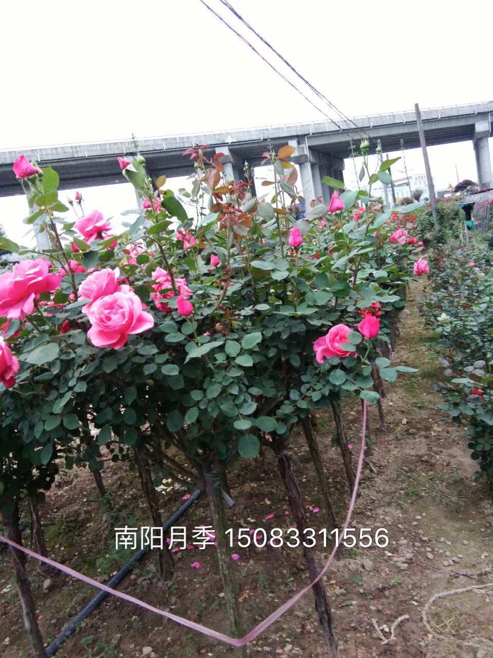 工程月季圖片/工程月季樣板圖 (3)