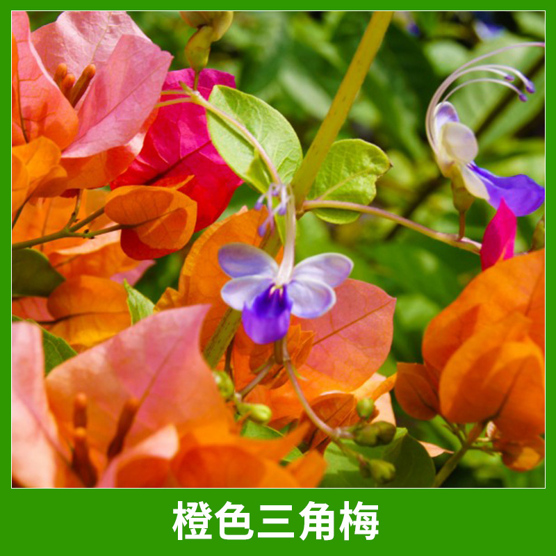 橙色三角梅圖片/橙色三角梅樣板圖 (4)