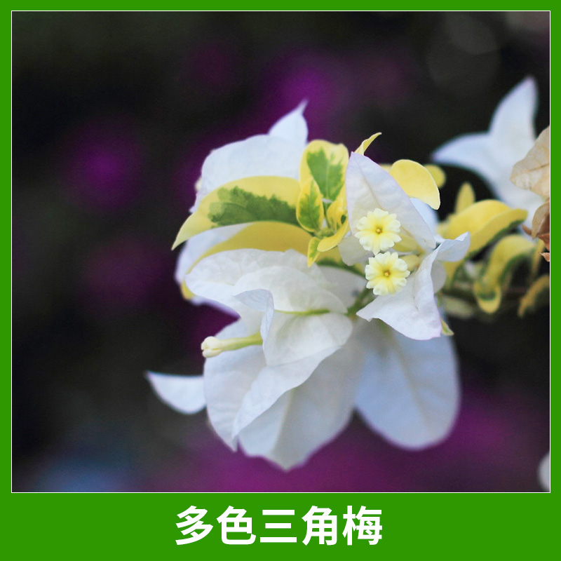 多色三角梅圖片/多色三角梅樣板圖 (2)