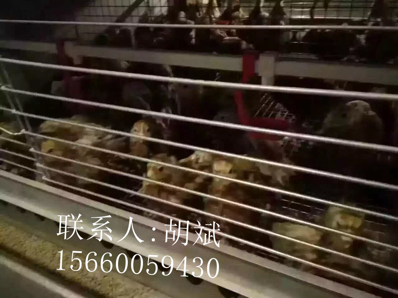 河南金鳳自動化層疊養(yǎng)殖設(shè)備圖片/河南金鳳自動化層疊養(yǎng)殖設(shè)備樣板圖 (2)