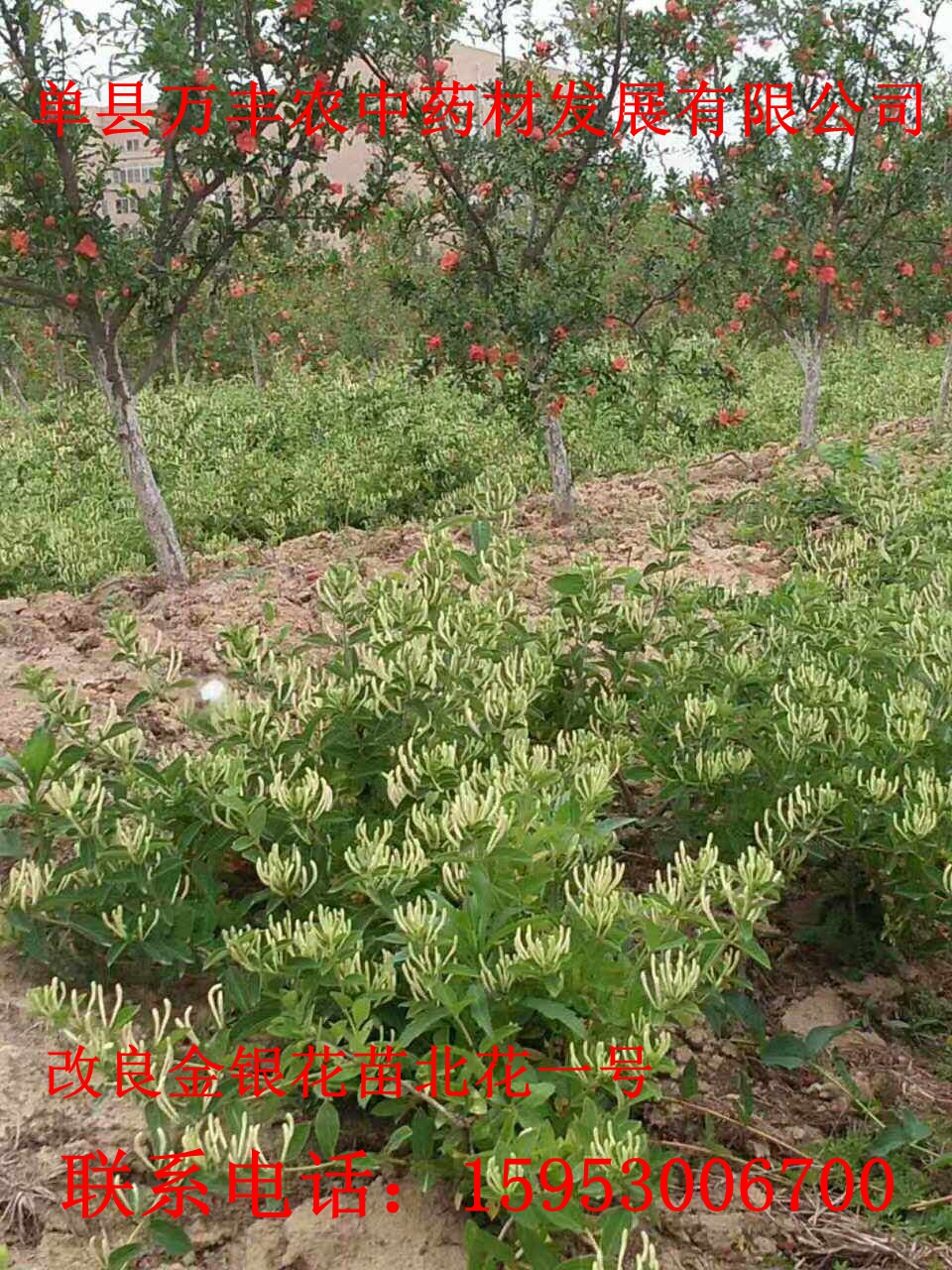 金銀花圖片/金銀花樣板圖 (1)