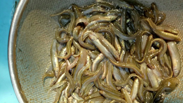 泥鰍魚苗圖片/泥鰍魚苗樣板圖 (2)