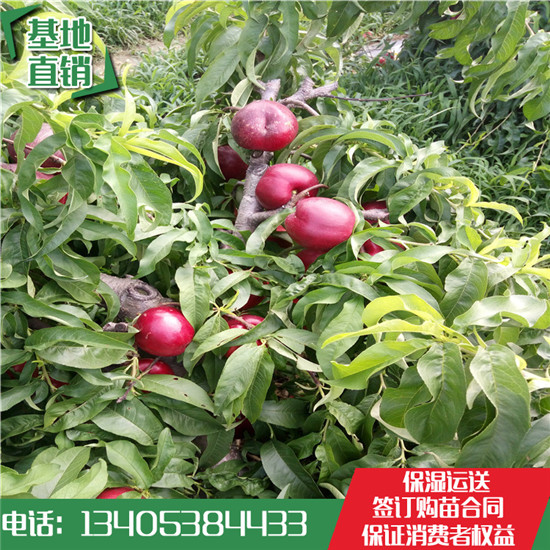 魯星一號(hào)油桃苗圖片