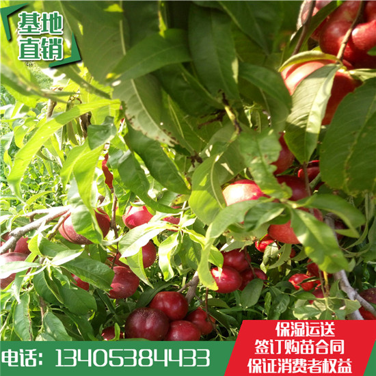 魯星一號(hào)油桃苗價(jià)格圖片
