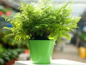 辦公室綠植圖片/辦公室綠植樣板圖 (2)