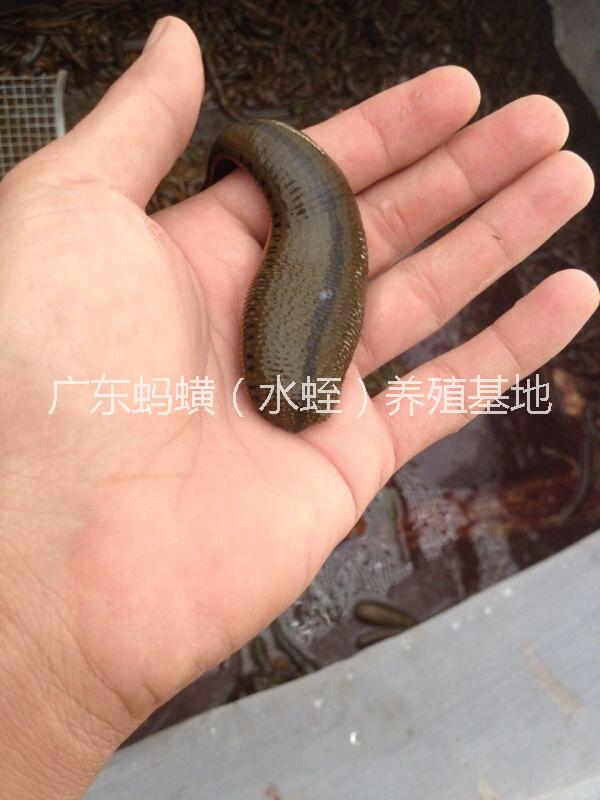 養(yǎng)殖技術(shù)圖片/養(yǎng)殖技術(shù)樣板圖 (2)