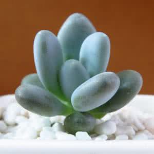 合肥綠植租擺價(jià)格，廠家圖片