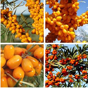 蛋白質(zhì)含量圖片/蛋白質(zhì)含量樣板圖 (1)