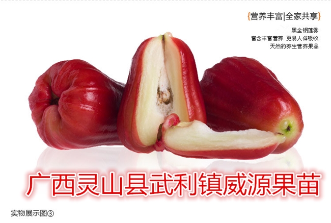 蓮霧苗圖片/蓮霧苗樣板圖 (2)