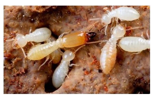 蟲害防治圖片/蟲害防治樣板圖 (2)