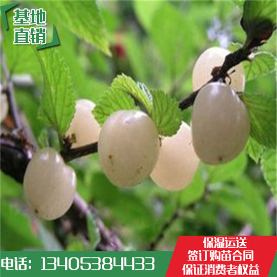 白玉櫻桃苗 白玉櫻桃苗價(jià)格 白玉櫻桃苗基地 白玉櫻桃苗多少錢(qián)一棵 白玉櫻桃苗哪有賣(mài)