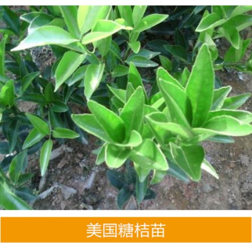桔苗圖片/桔苗樣板圖 (4)