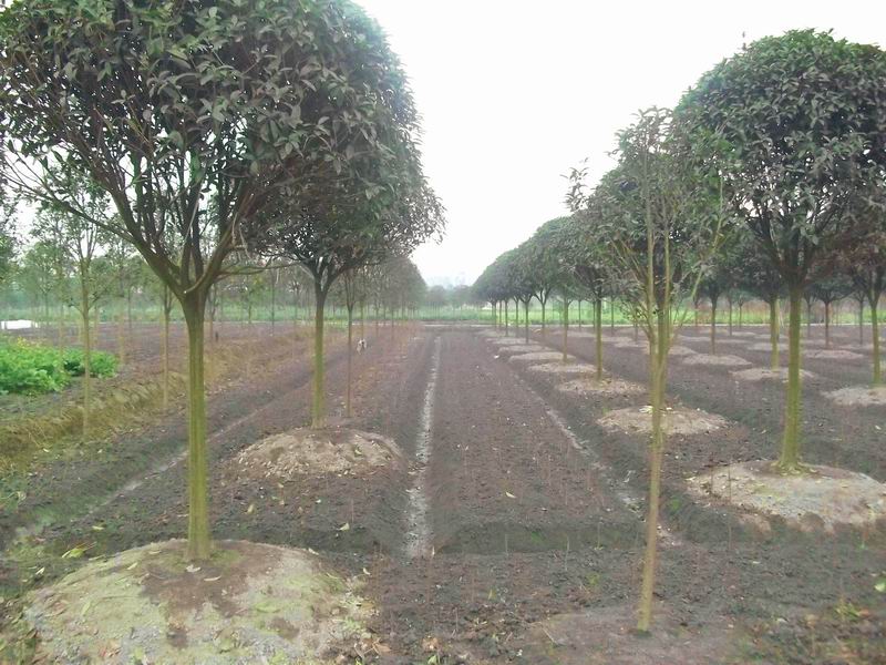 銀桂樹 銀桂樹供應(yīng) 銀桂樹價(jià)格