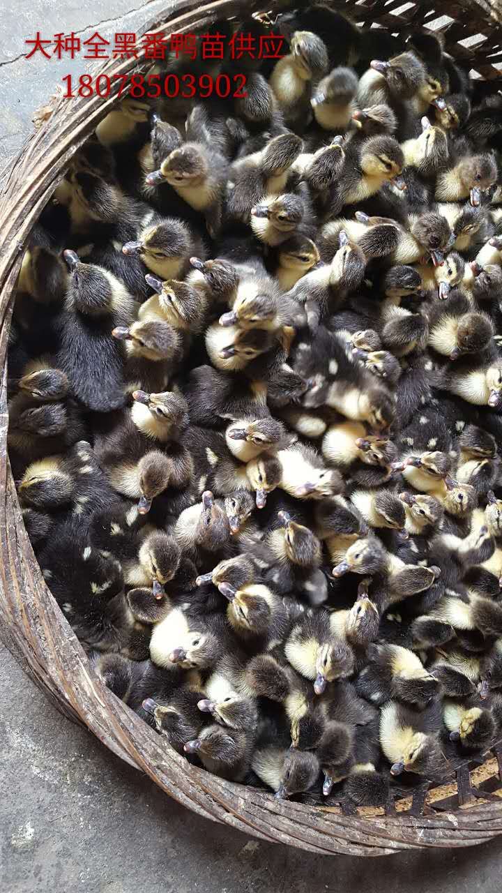 大種番鴨苗批發(fā) 全黑大種番鴨苗批發(fā)