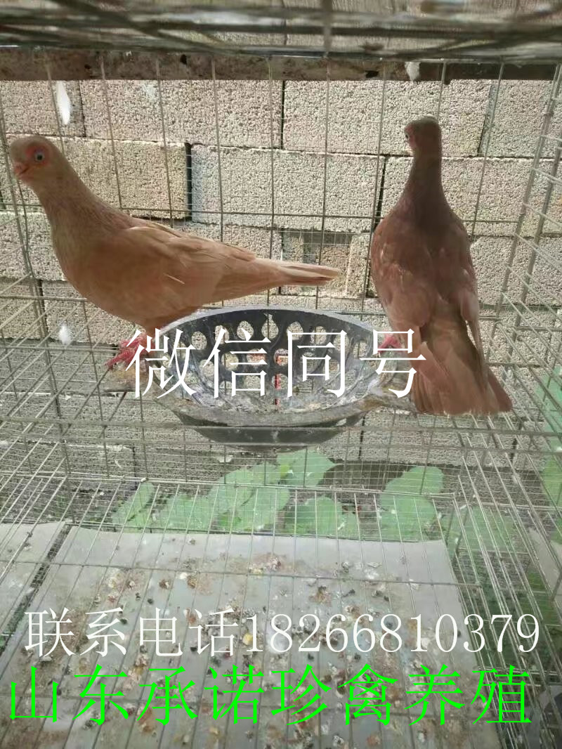 元寶鴿養(yǎng)殖圖片/元寶鴿養(yǎng)殖樣板圖 (3)