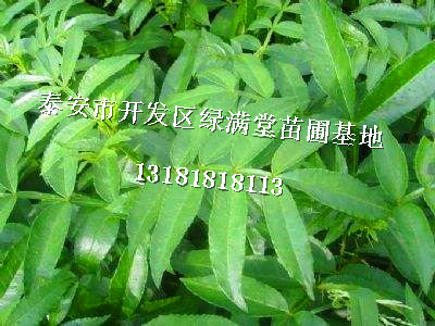 花椒苗批發(fā)-花椒苗品種-花椒苗圖片-百度知道