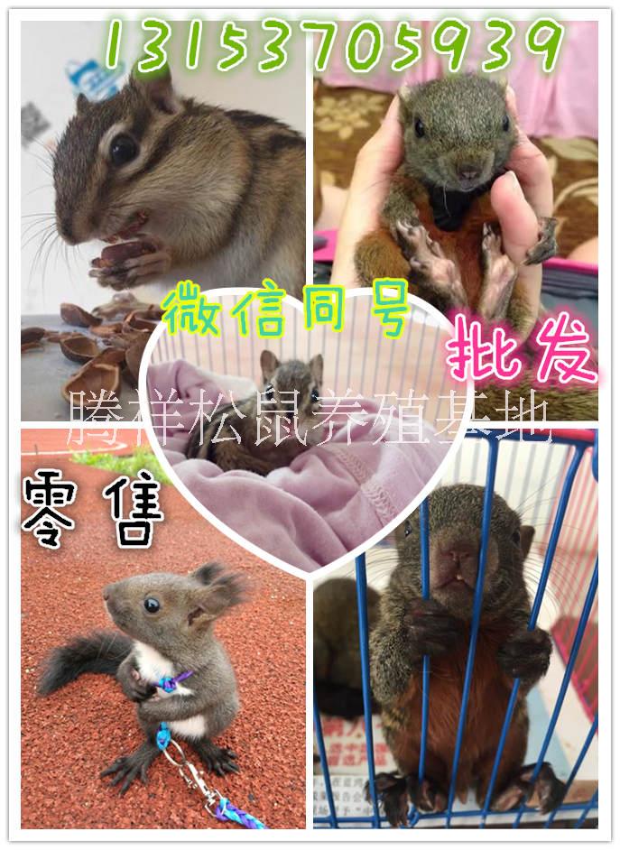 寵物松鼠圖片/寵物松鼠樣板圖 (1)