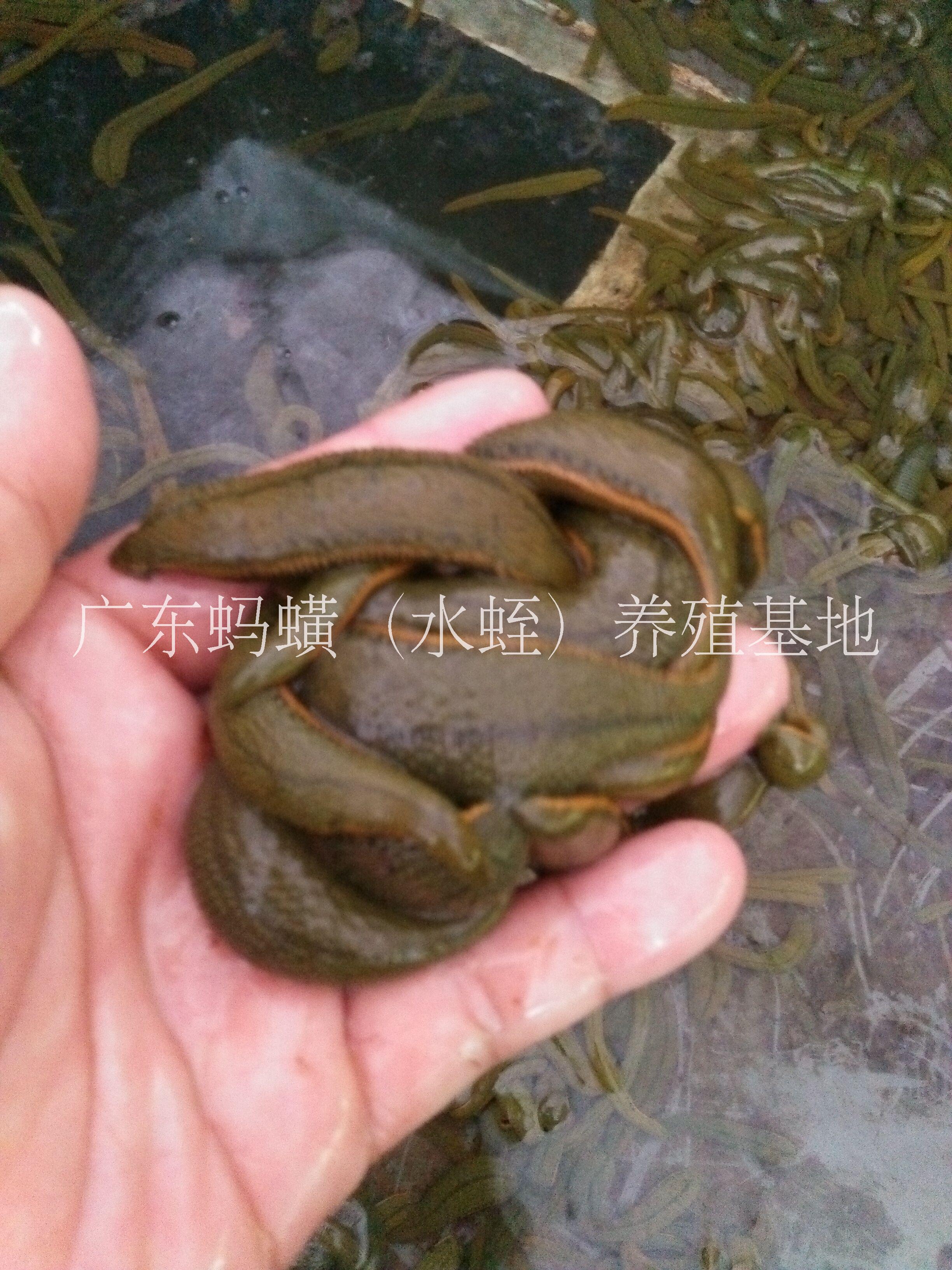 日本醫(yī)蛭圖片/日本醫(yī)蛭樣板圖 (4)