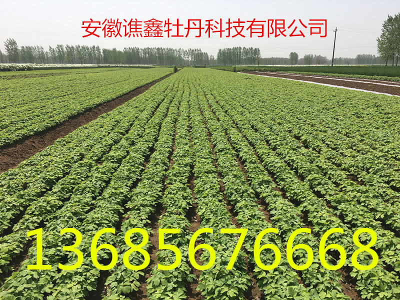 牡丹種子圖片/牡丹種子樣板圖 (4)