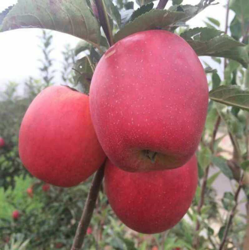 蘋果苗圖片