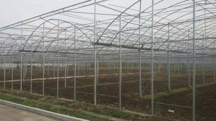 蔬菜花卉圖片/蔬菜花卉樣板圖 (3)