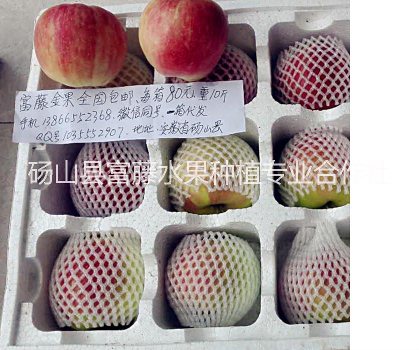 富藤蘋果 富藤蘋果樹苗 富藤蘋果批發(fā) 富藤蘋果價格 富藤蘋果供應(yīng) 富藤蘋果樹苗供應(yīng)