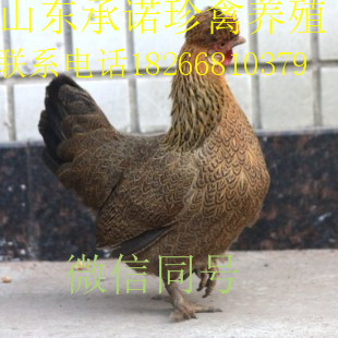 雞的品種圖片/雞的品種樣板圖 (3)