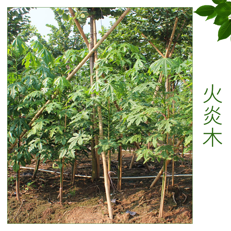 火炎木價格圖片/火炎木價格樣板圖 (3)