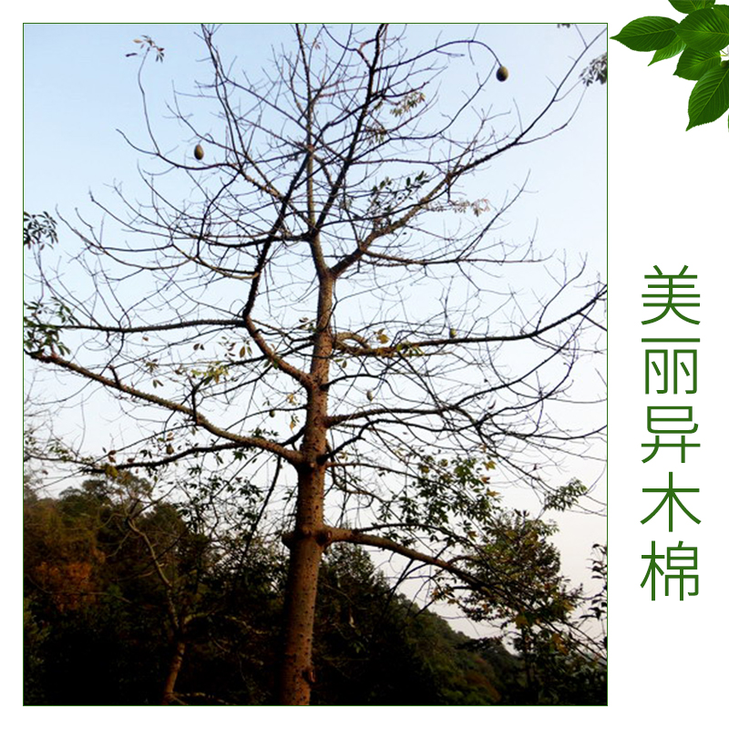 美麗異木棉圖片/美麗異木棉樣板圖 (3)