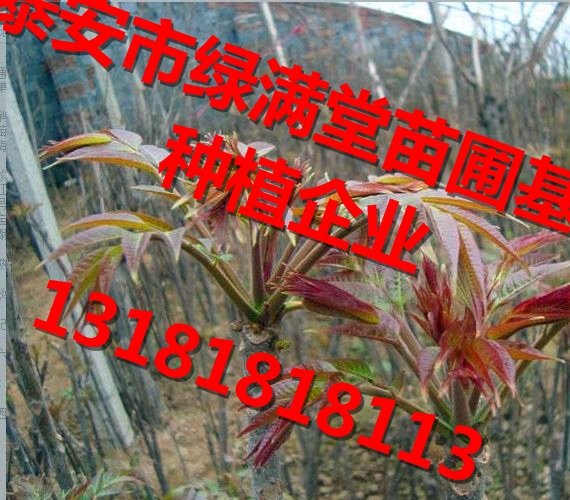 香椿苗经销商联系方式 香椿苗种植基地 香椿苗种植基地批发香椿苗