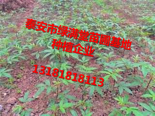 花椒苗批发花椒苗基地