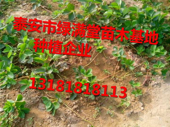 全國草莓苗批發(fā)基地-泰安綠滿堂種植企業(yè)