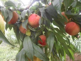 嫁接桃樹(shù)苗圖片/嫁接桃樹(shù)苗樣板圖 (3)