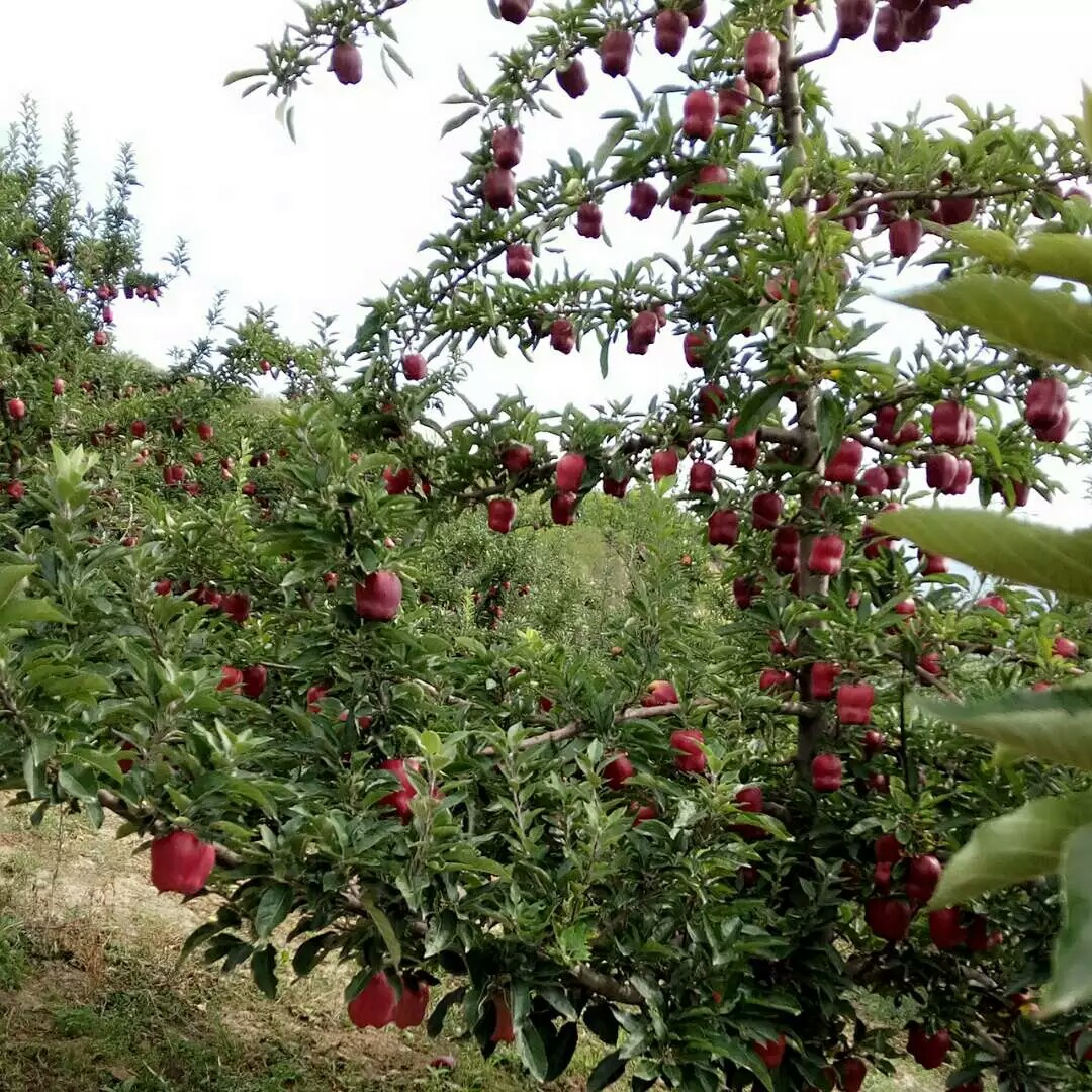 花牛蘋(píng)果苗什么時(shí)間可以種 花牛蘋(píng)圖片/花牛蘋(píng)果苗什么時(shí)間可以種 花牛蘋(píng)樣板圖 (4)