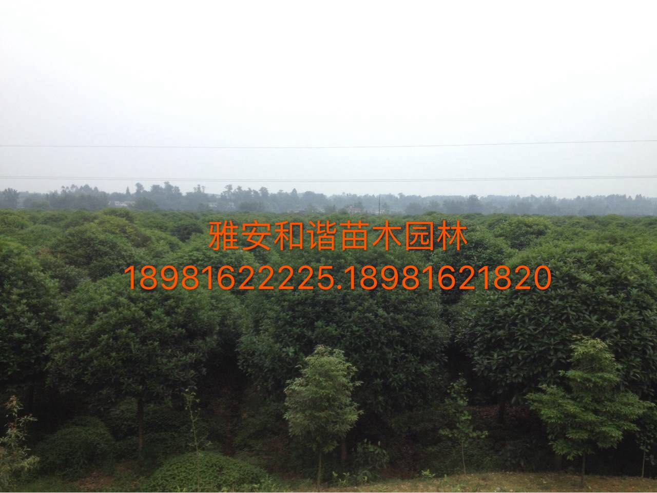 四川圖片/四川樣板圖 (3)