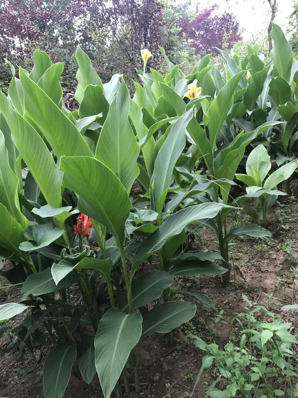 泰安美人蕉圖片/泰安美人蕉樣板圖 (2)