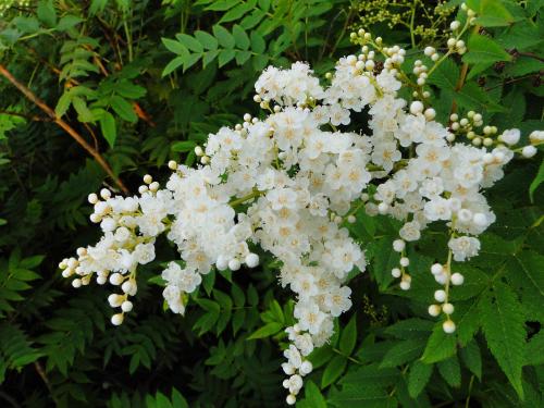 珍珠梅圖片/珍珠梅樣板圖 (4)