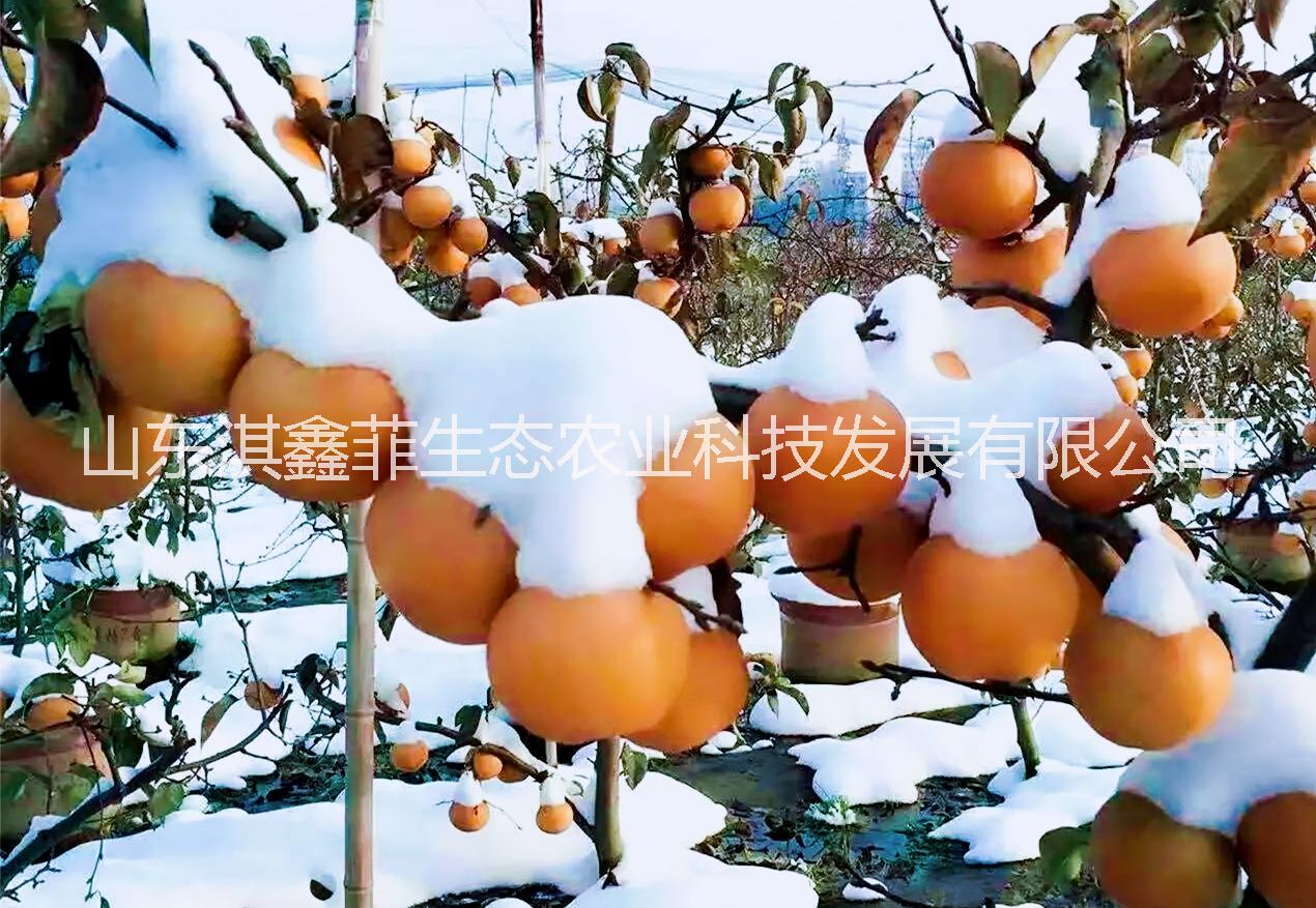 淇鑫菲雪梨