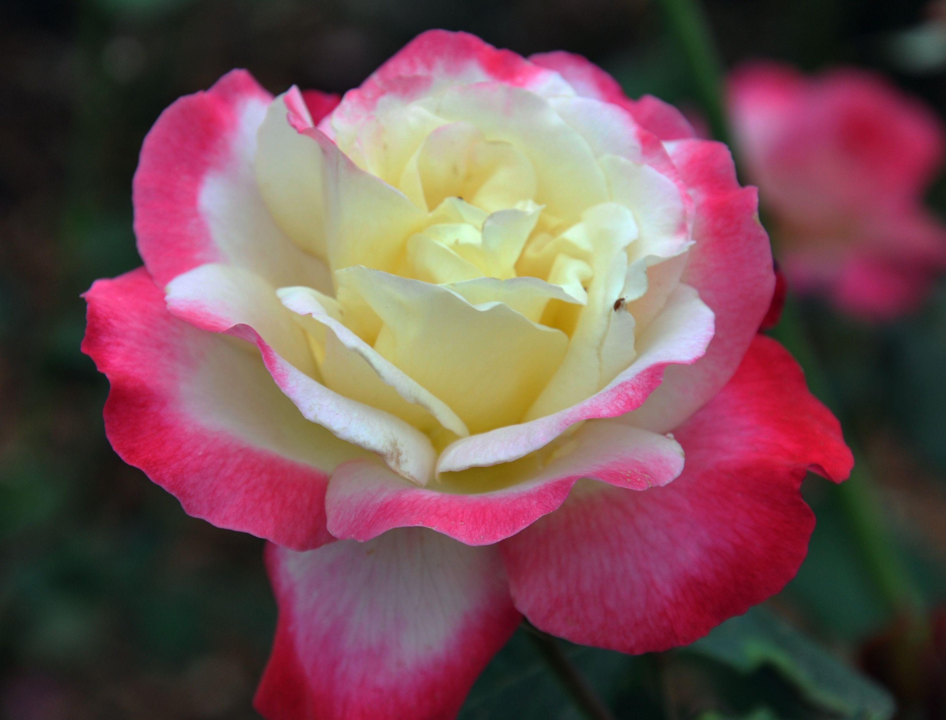 山西月季苗木、山西月季出售、山東月季批發(fā)