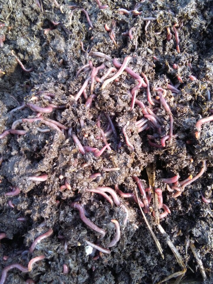蚯蚓圖片/蚯蚓樣板圖 (4)