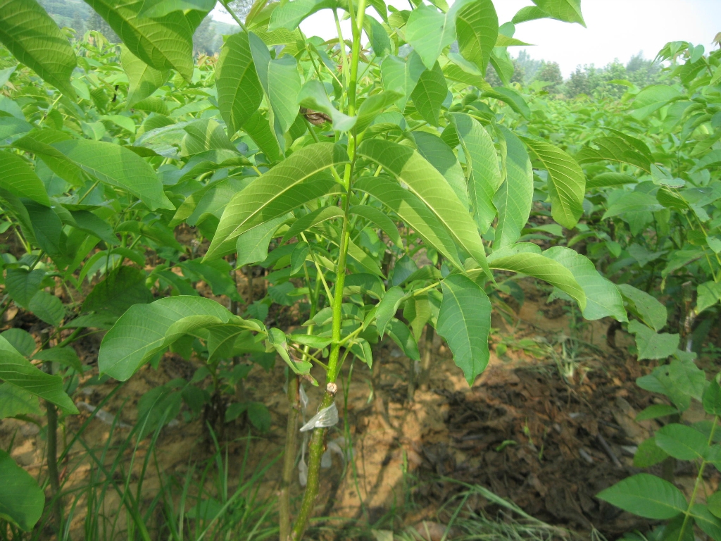 批發(fā)早熟桃樹樹苗 黃桃樹苗 五月紅桃樹苗 當(dāng)年結(jié)果 桃樹新品種