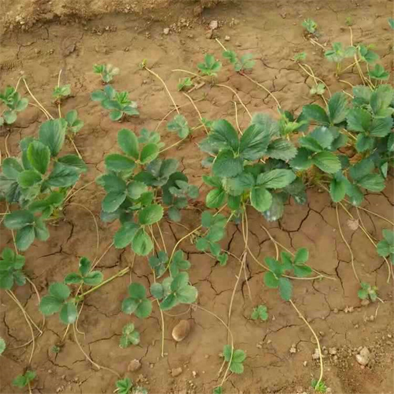 牛奶草莓圖片/牛奶草莓樣板圖 (4)