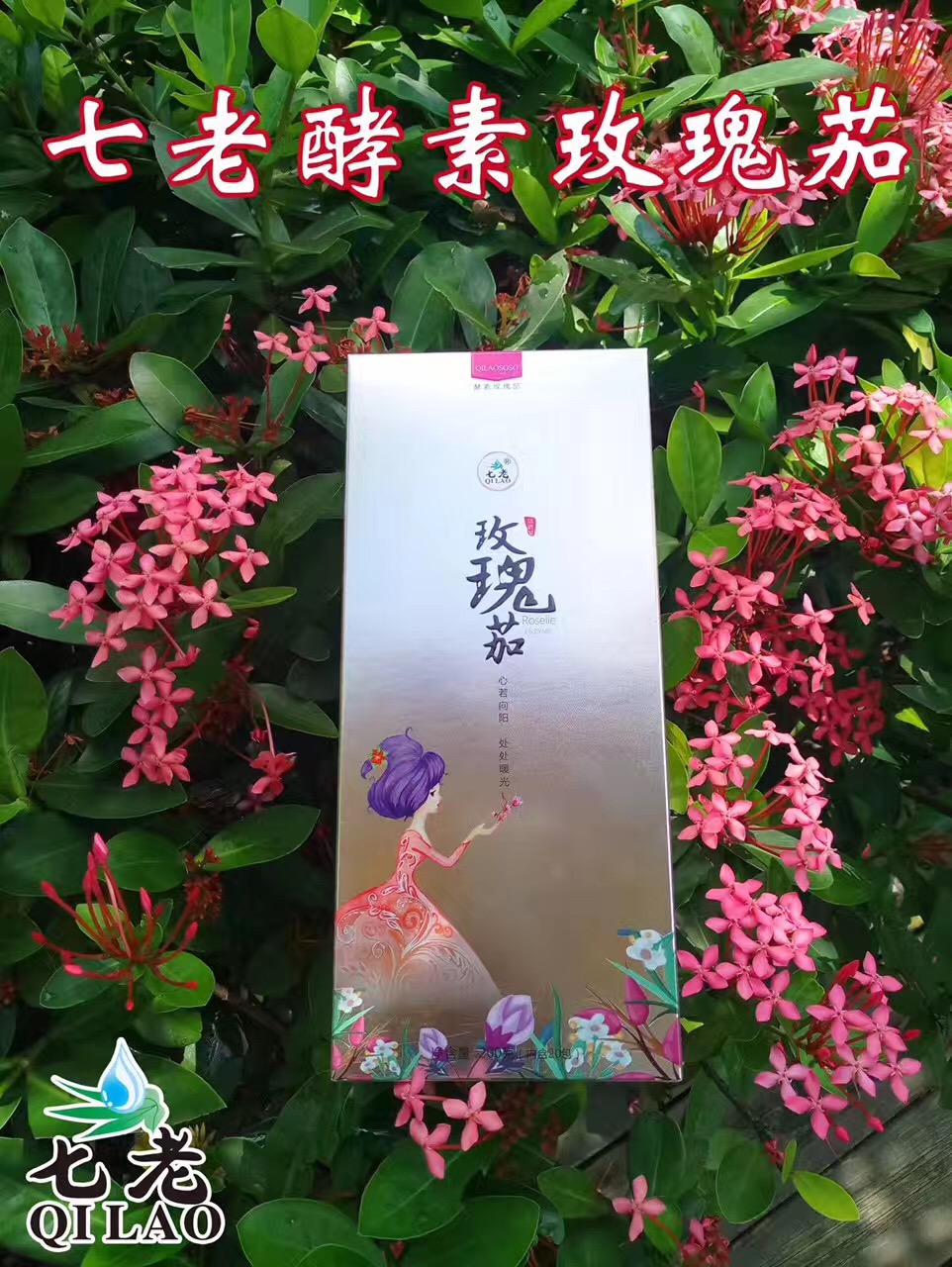 七老玫瑰笳?qǐng)D片/七老玫瑰笳樣板圖 (4)