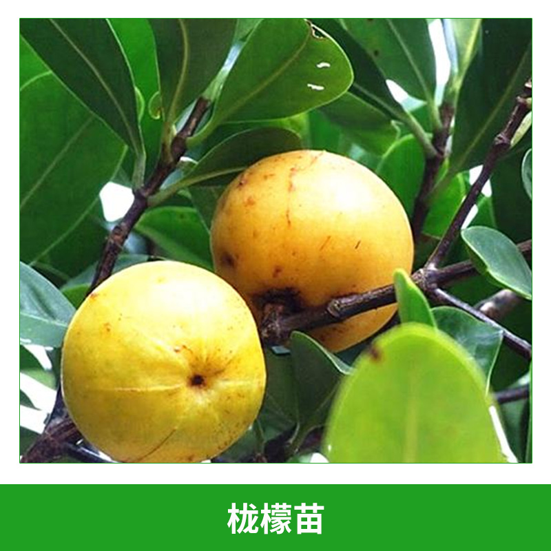 櫳檬苗 果樹苗羅蒙子 黃牙子 嶺南山竹 野山竹可盆栽 地栽 庭院種植 歡迎來電訂購