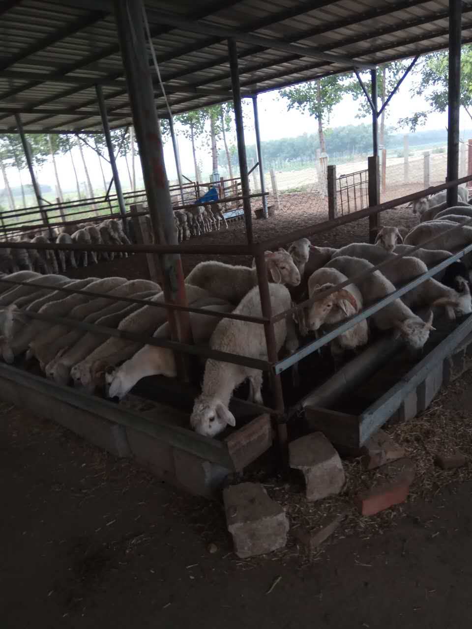 綿羊圖片/綿羊樣板圖 (4)